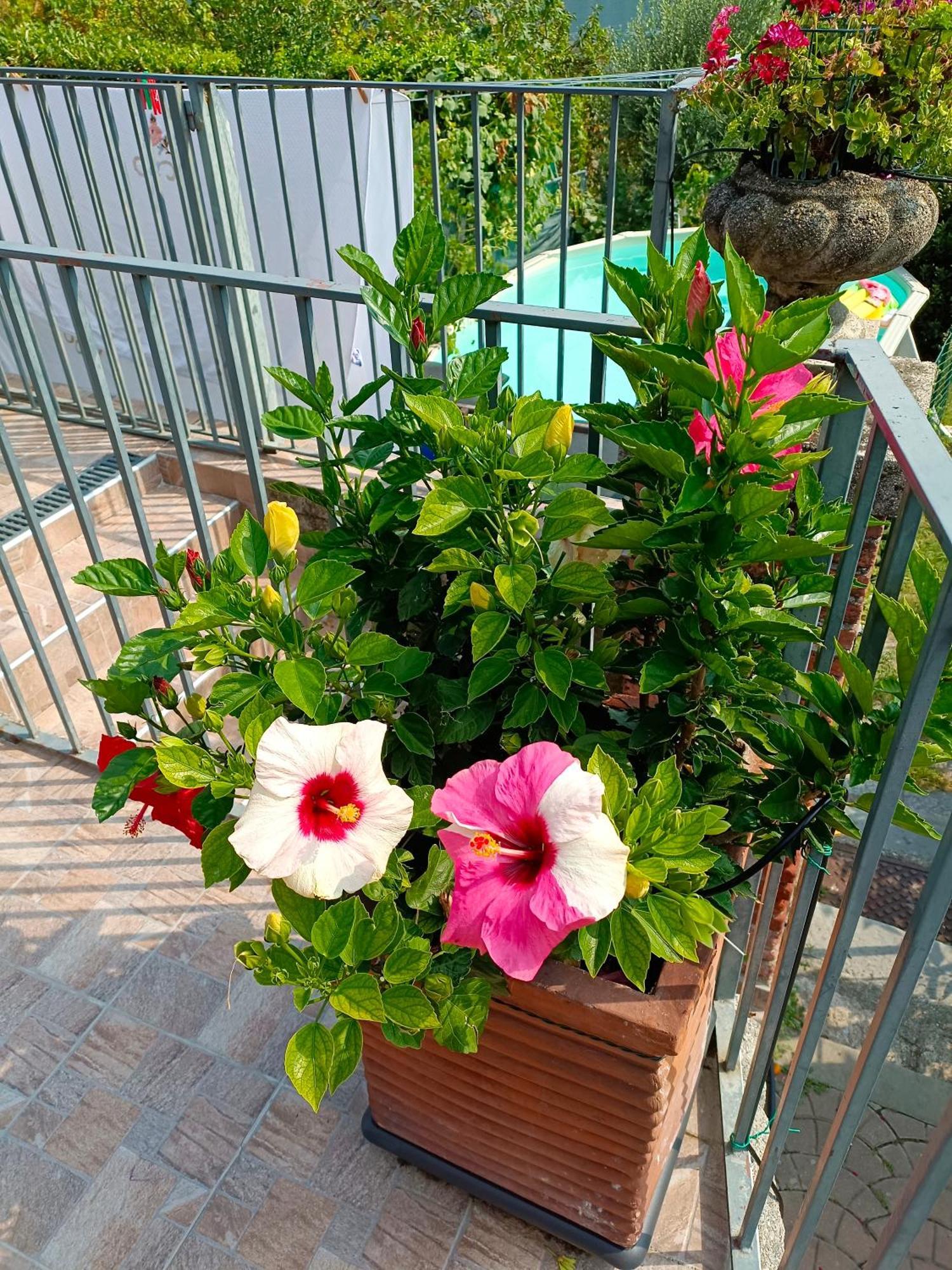Le Rose Sul Lago Pescate Extérieur photo